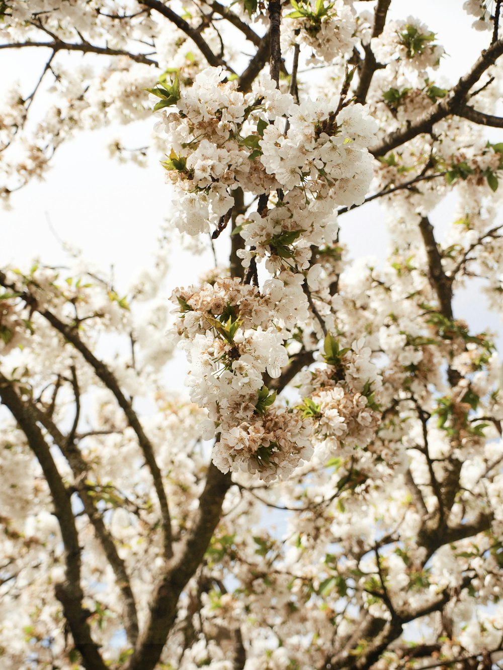 a tree with white flowers