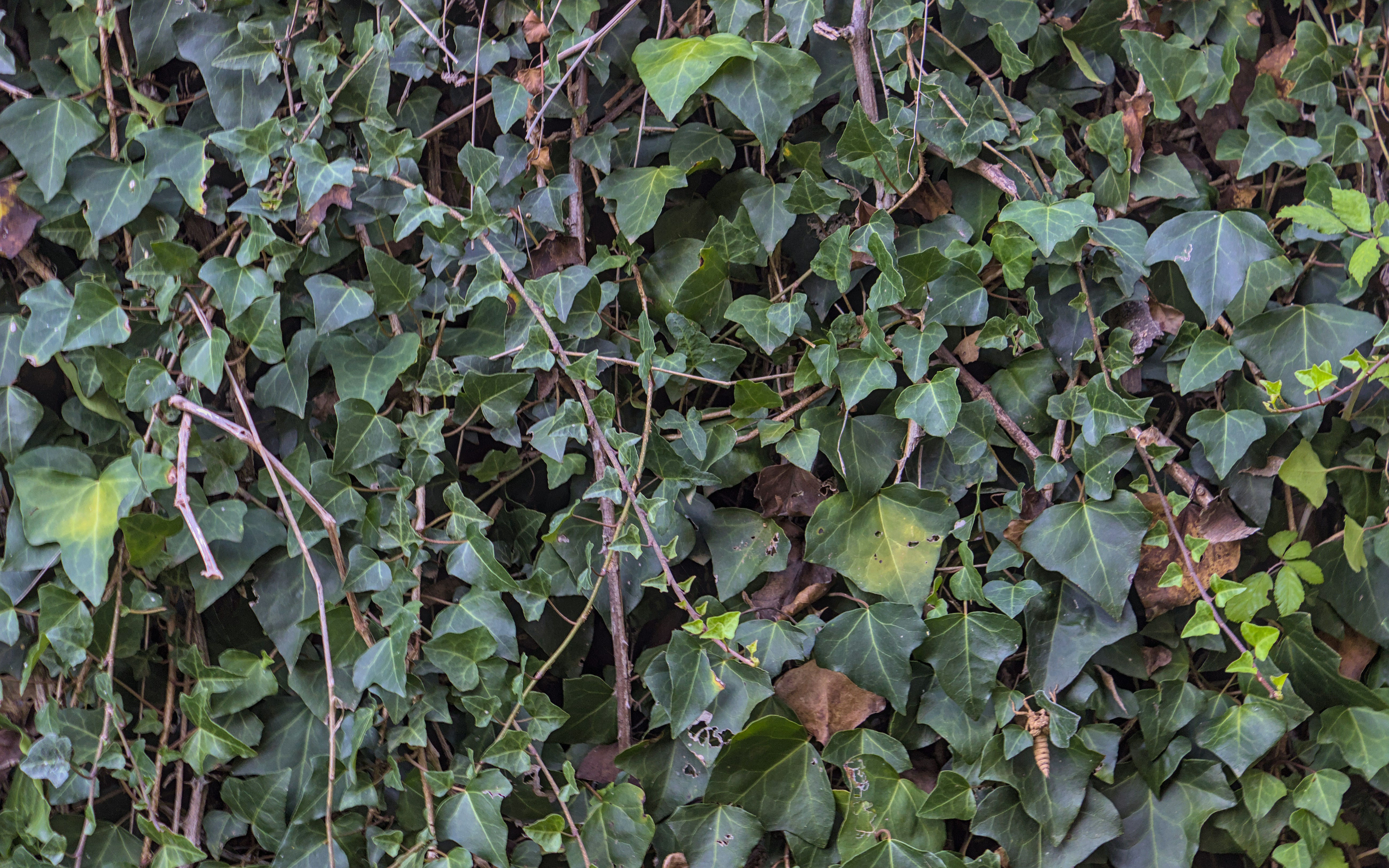 Photo by brunomiguel