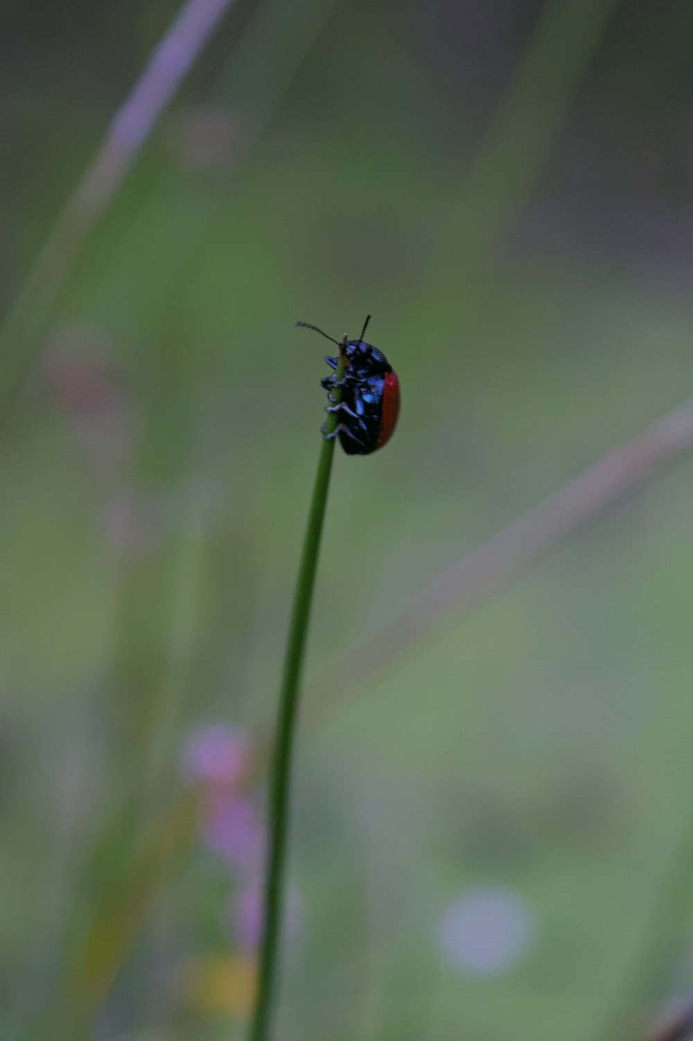 a black and red bug on a green stem