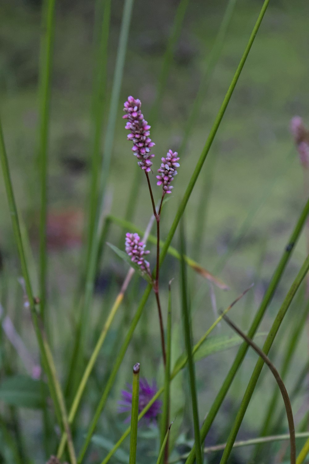 a close-up of a flower