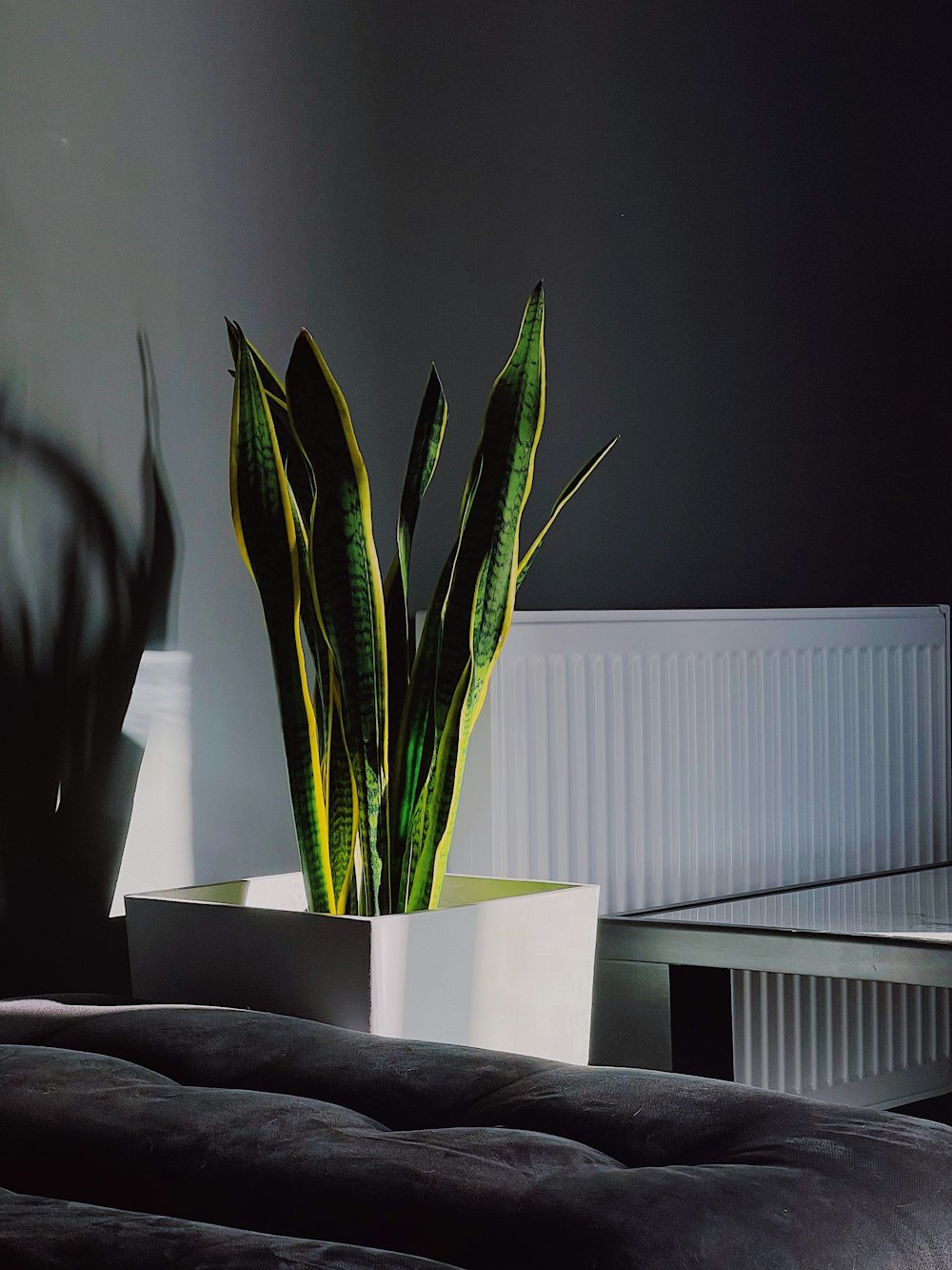 a potted plant on a table