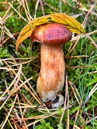 A large mushroom with a brown cap and creamy stem stands upright among a bed of green moss and scattered pine needles. A yellow leaf with a prominent vein pattern rests atop the mushroom cap, providing a natural cover.