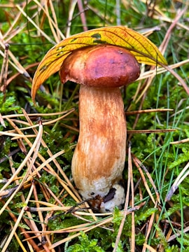 A large mushroom with a brown cap and creamy stem stands upright among a bed of green moss and scattered pine needles. A yellow leaf with a prominent vein pattern rests atop the mushroom cap, providing a natural cover.
