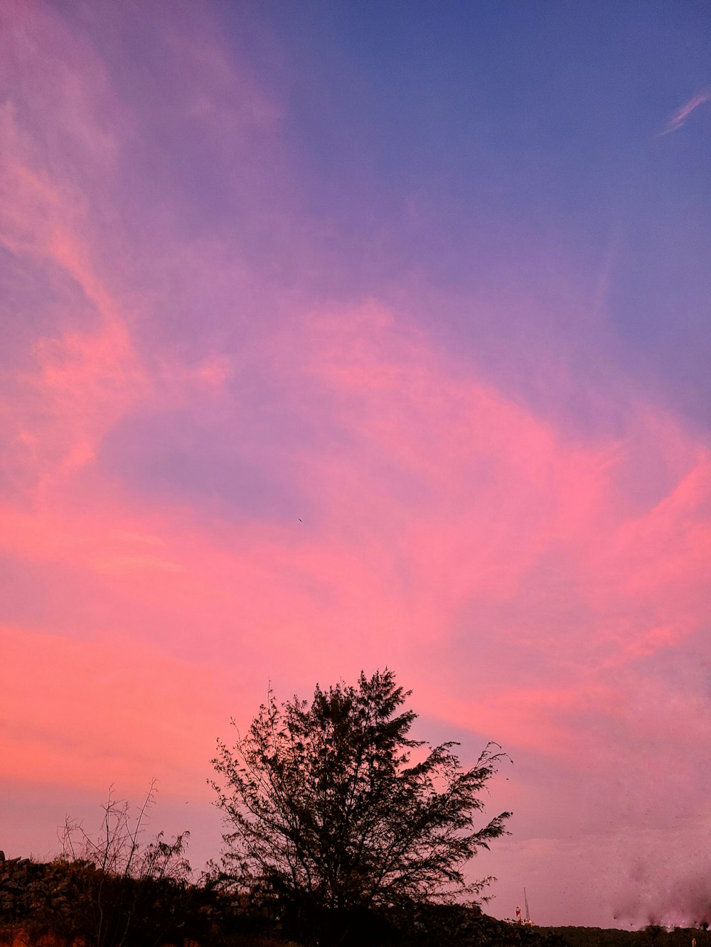 a tree under a pink sky