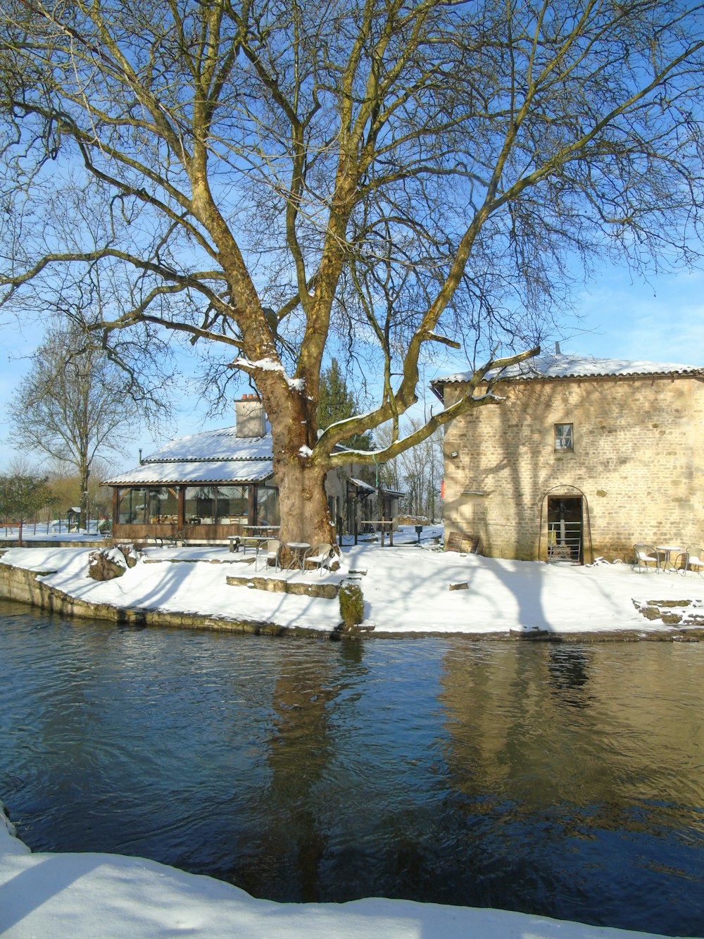 a tree next to a building