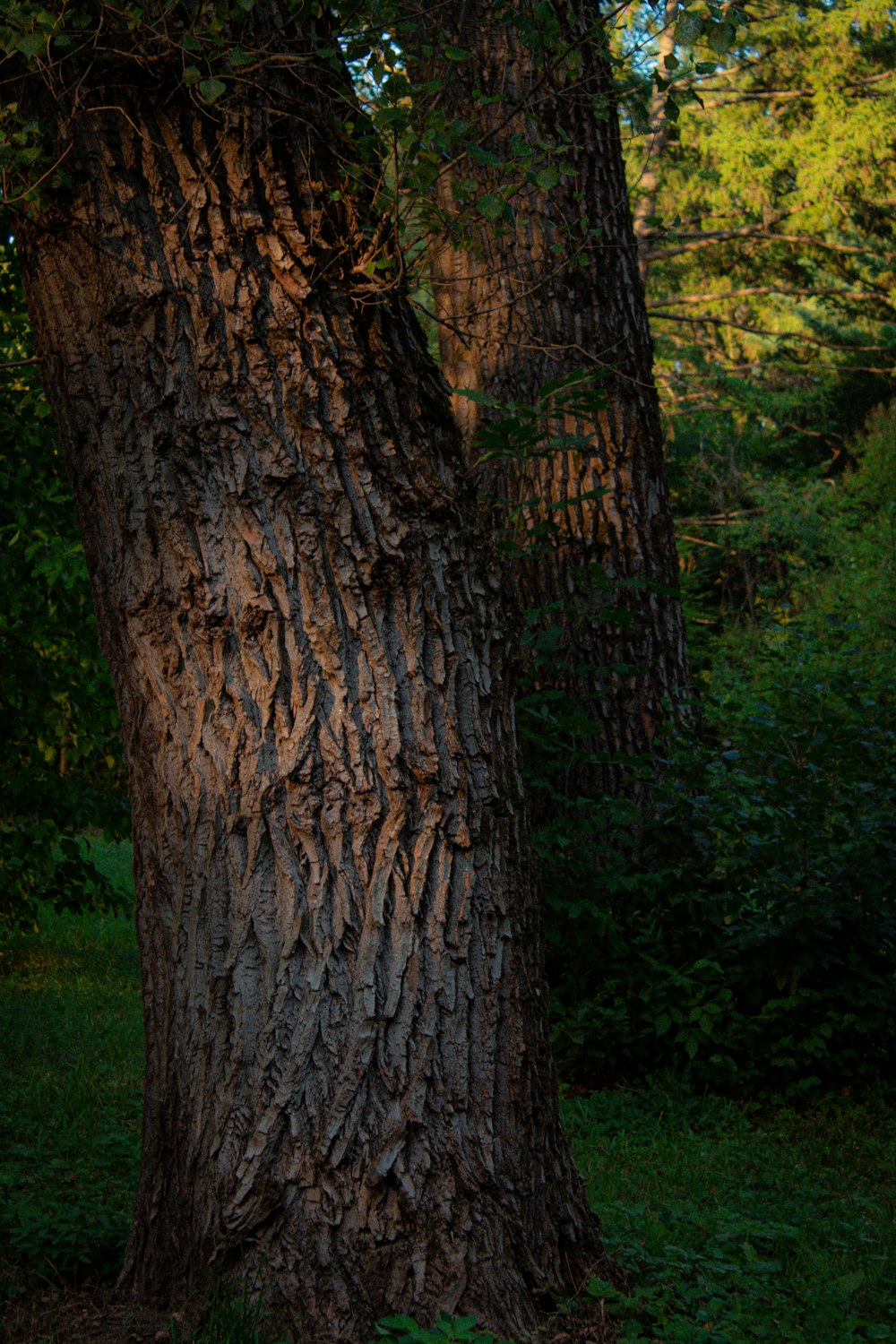 a tree trunk with a hole in it