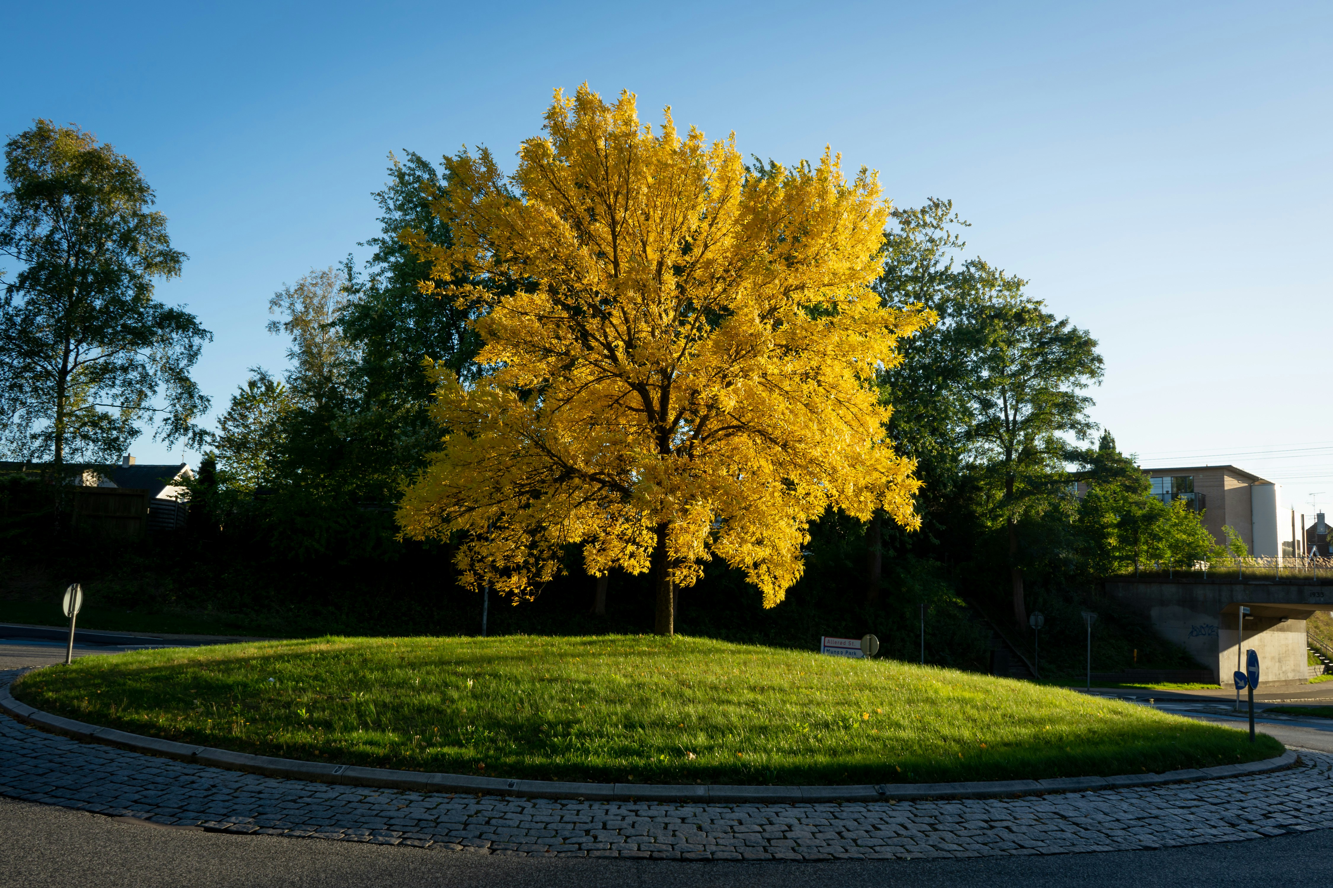 a tree with yellow leaves