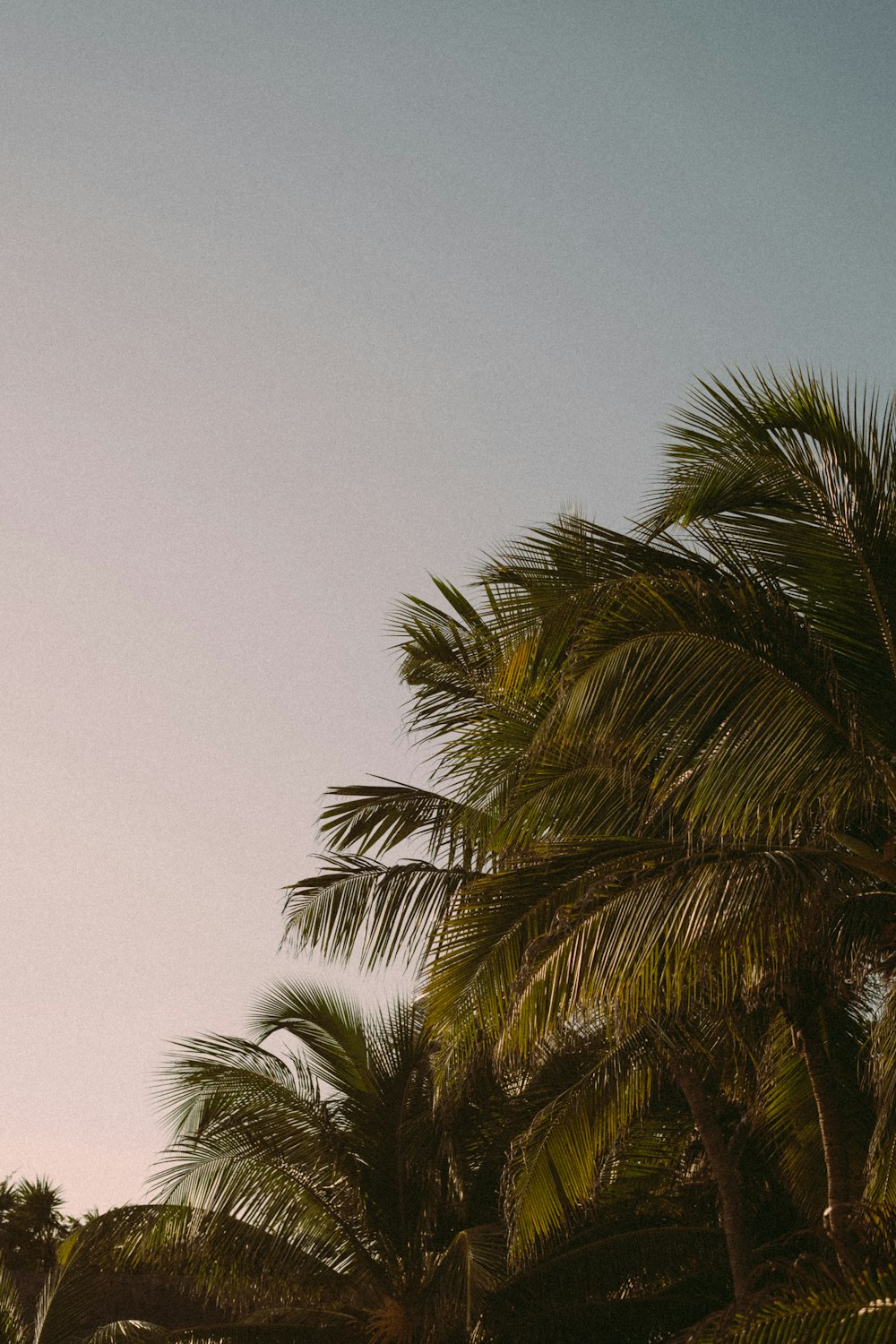 a group of palm trees