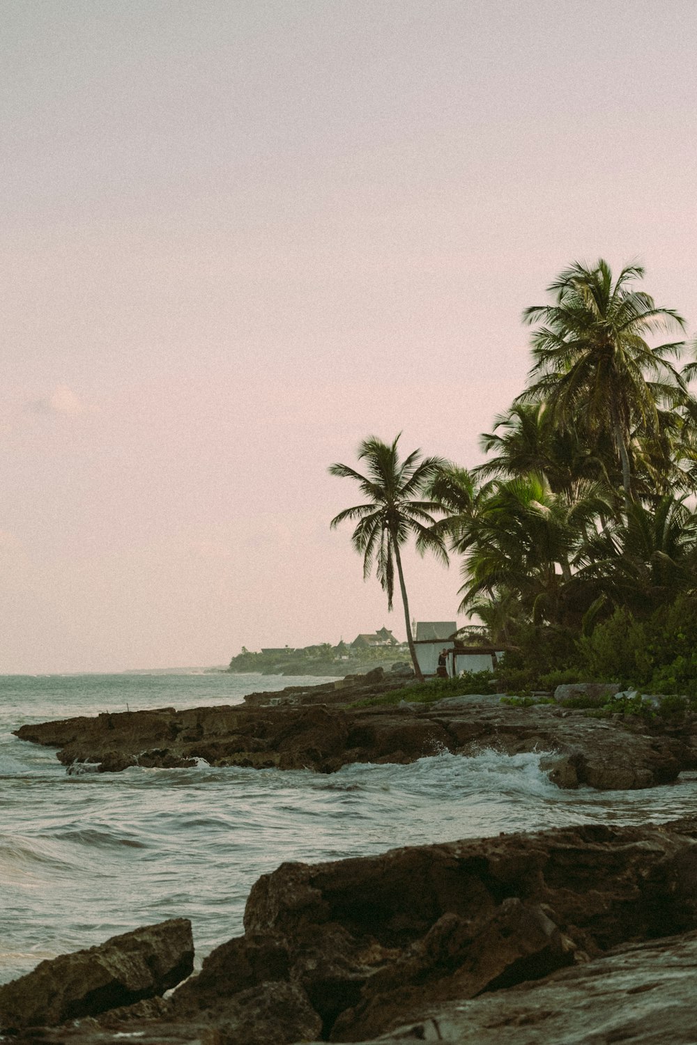 a rocky beach with palm trees