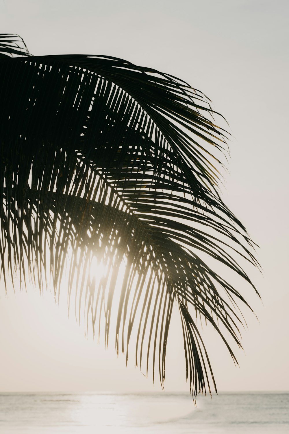 a palm tree on a beach