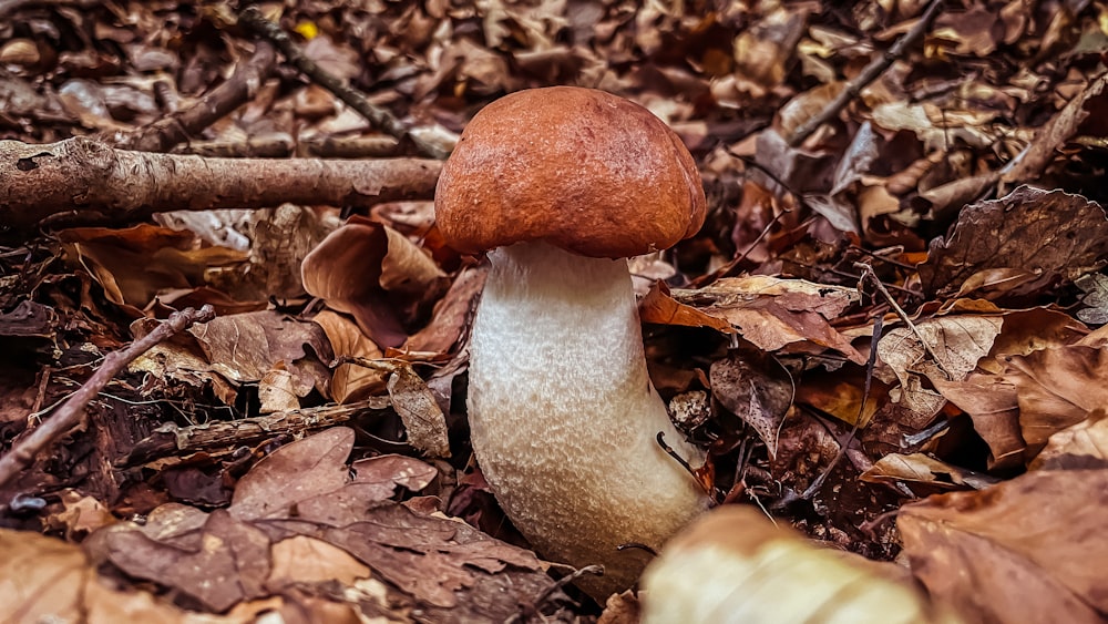 a mushroom growing in the leaves