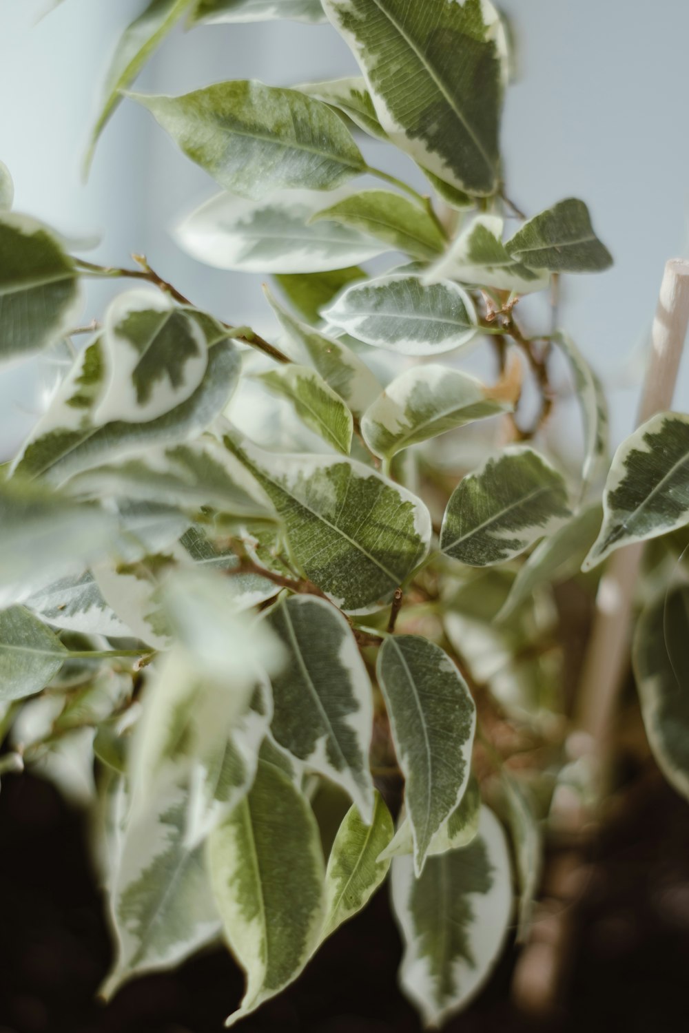 a close up of a plant