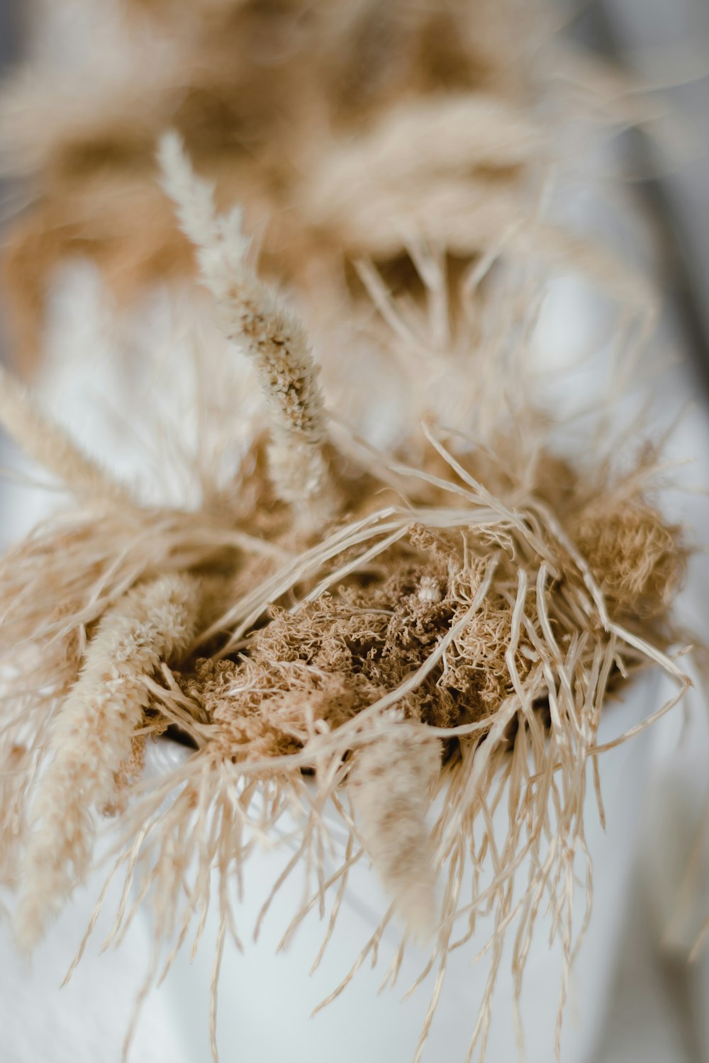 a close up of a plant