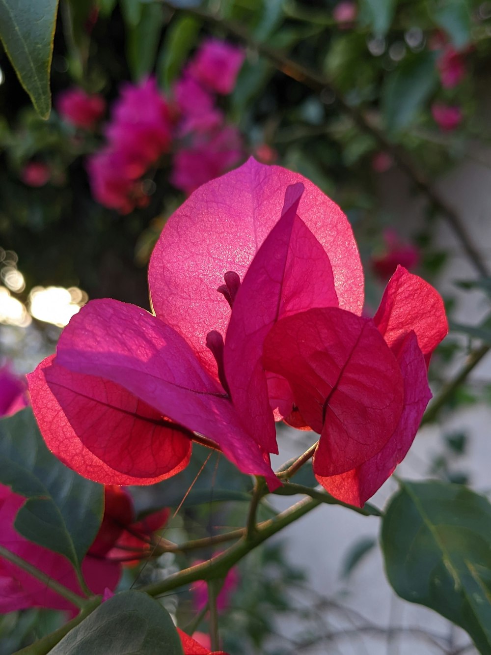 Un primer plano de una flor