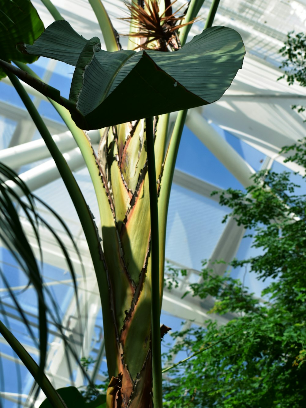 a plant with leaves