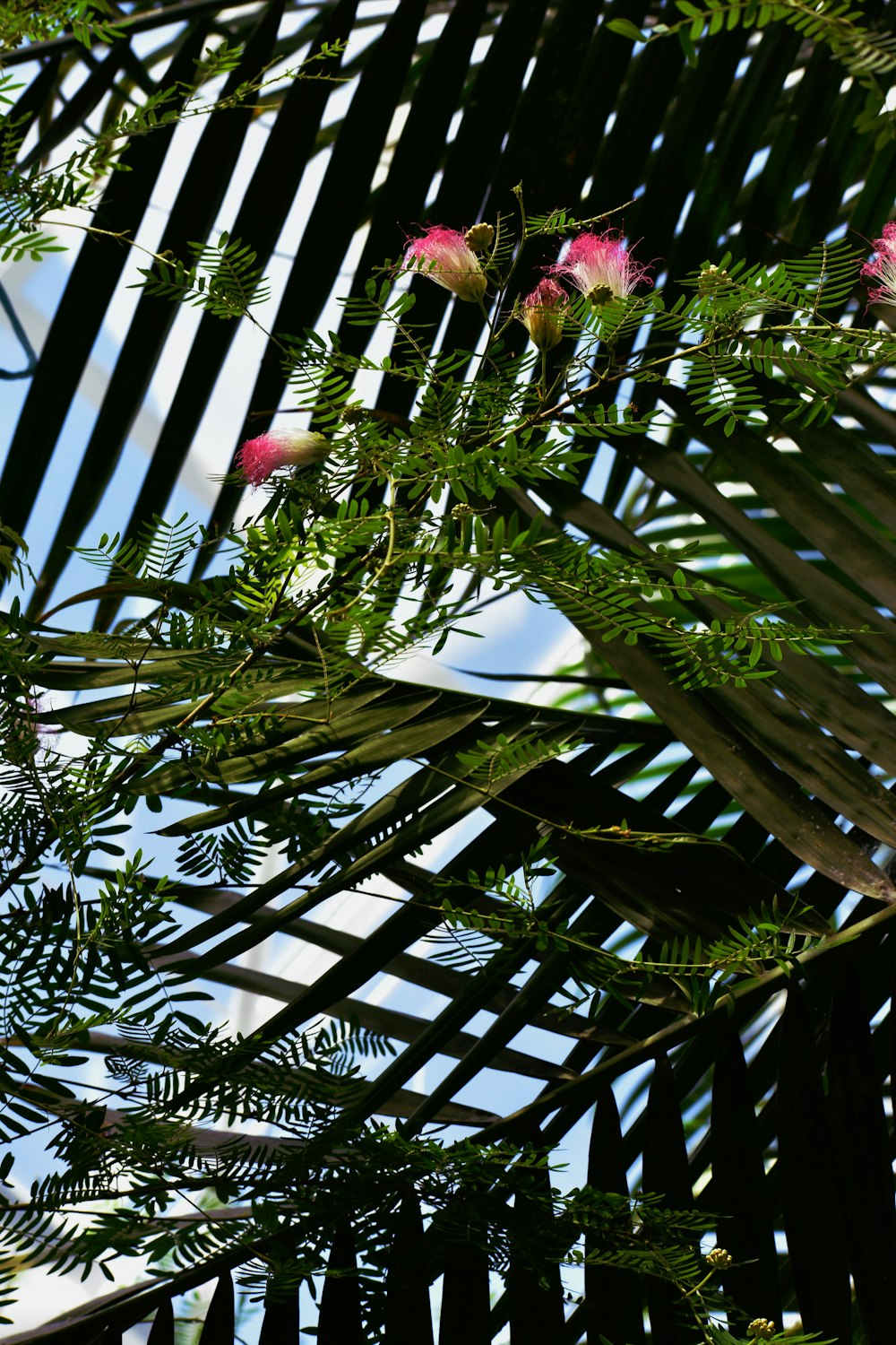 Ein Baum mit Blumen