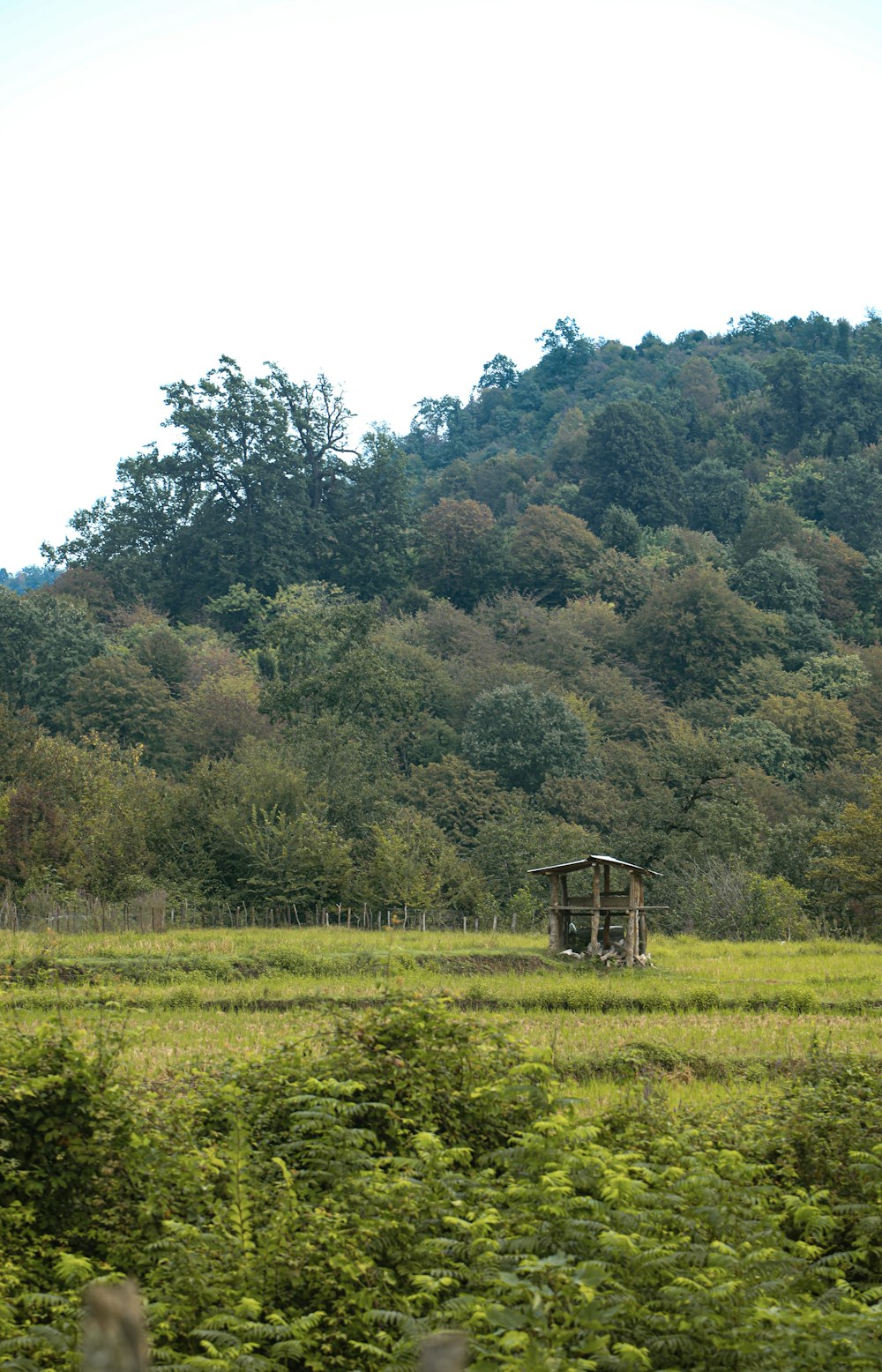 a field with trees in the back