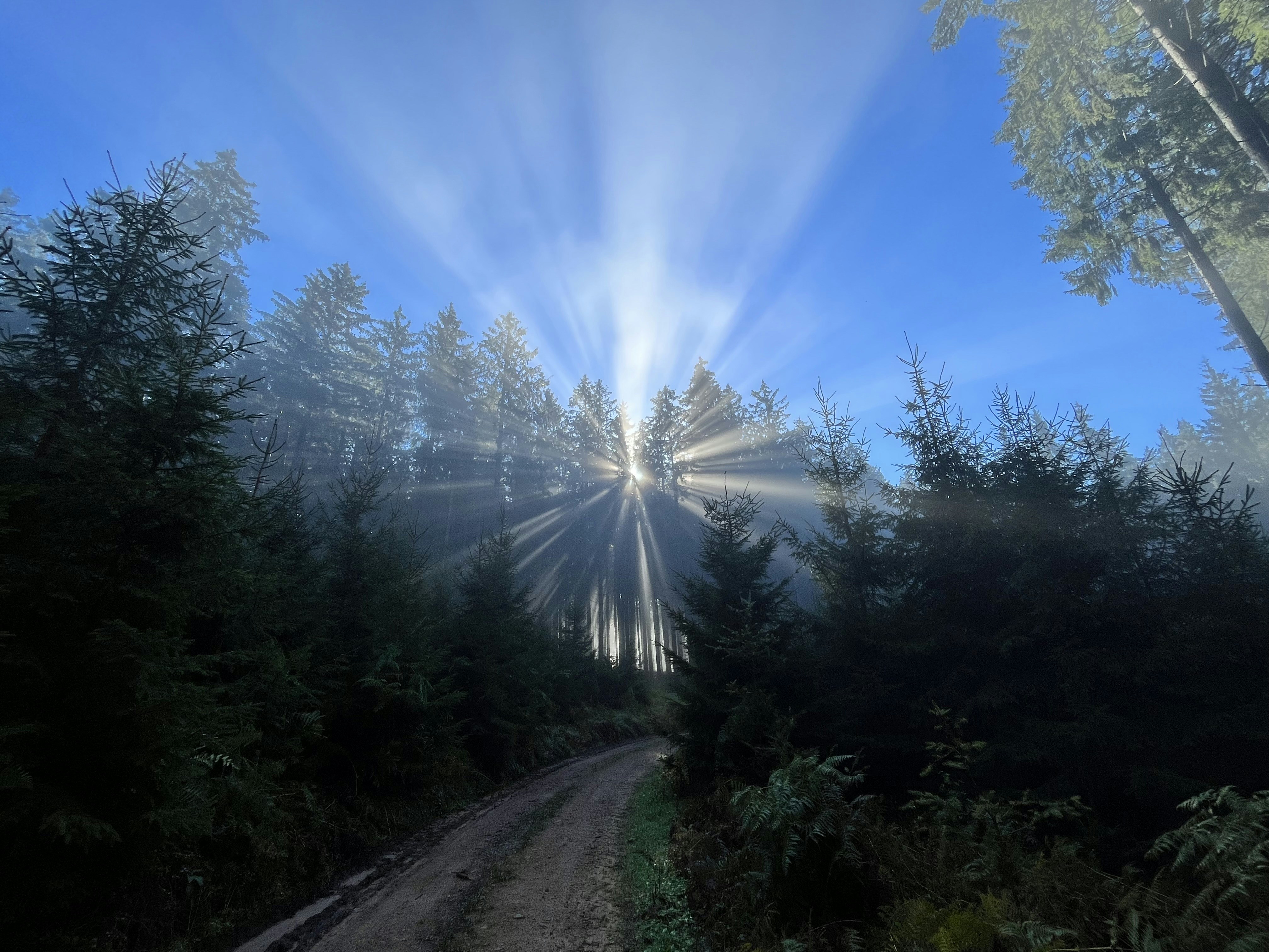 eine Straße mit Bäumen an der Seite