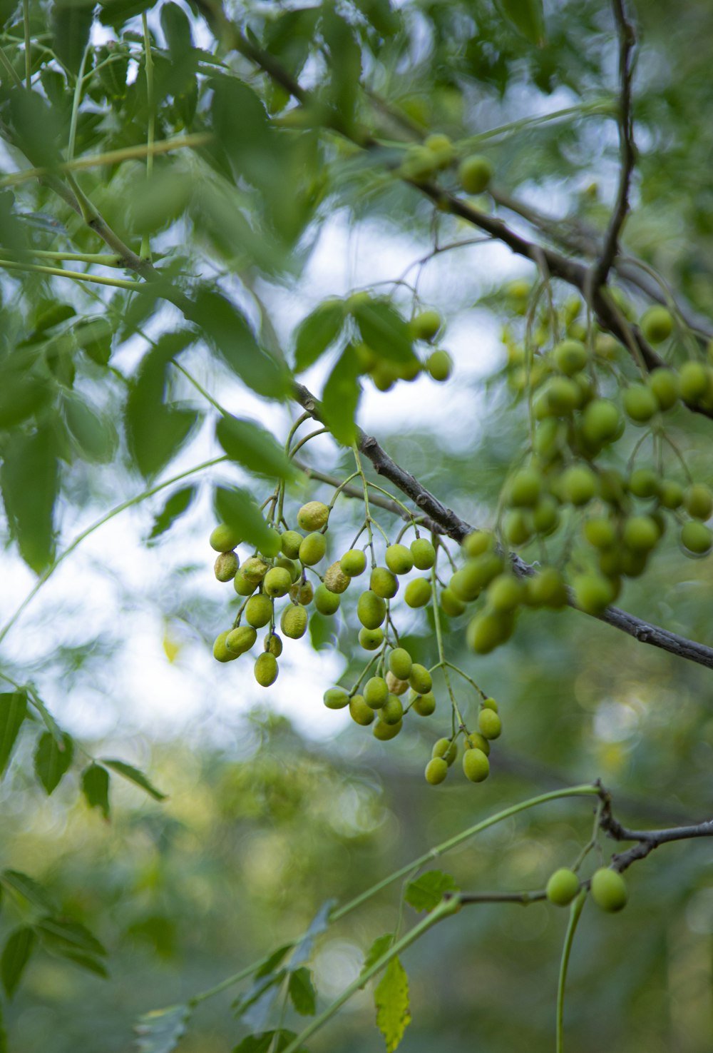 a tree with green leaves