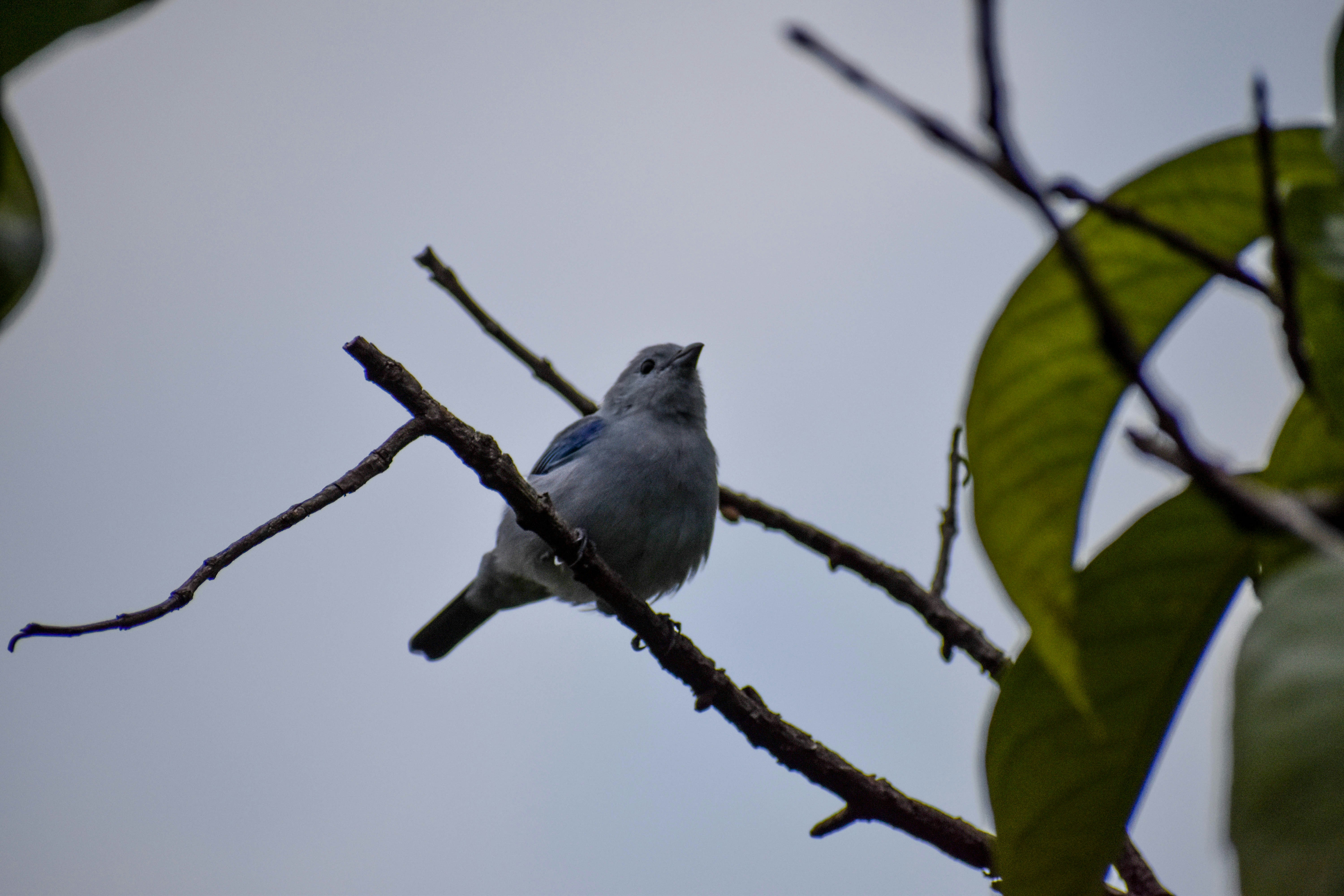 a bird sitting on a branch