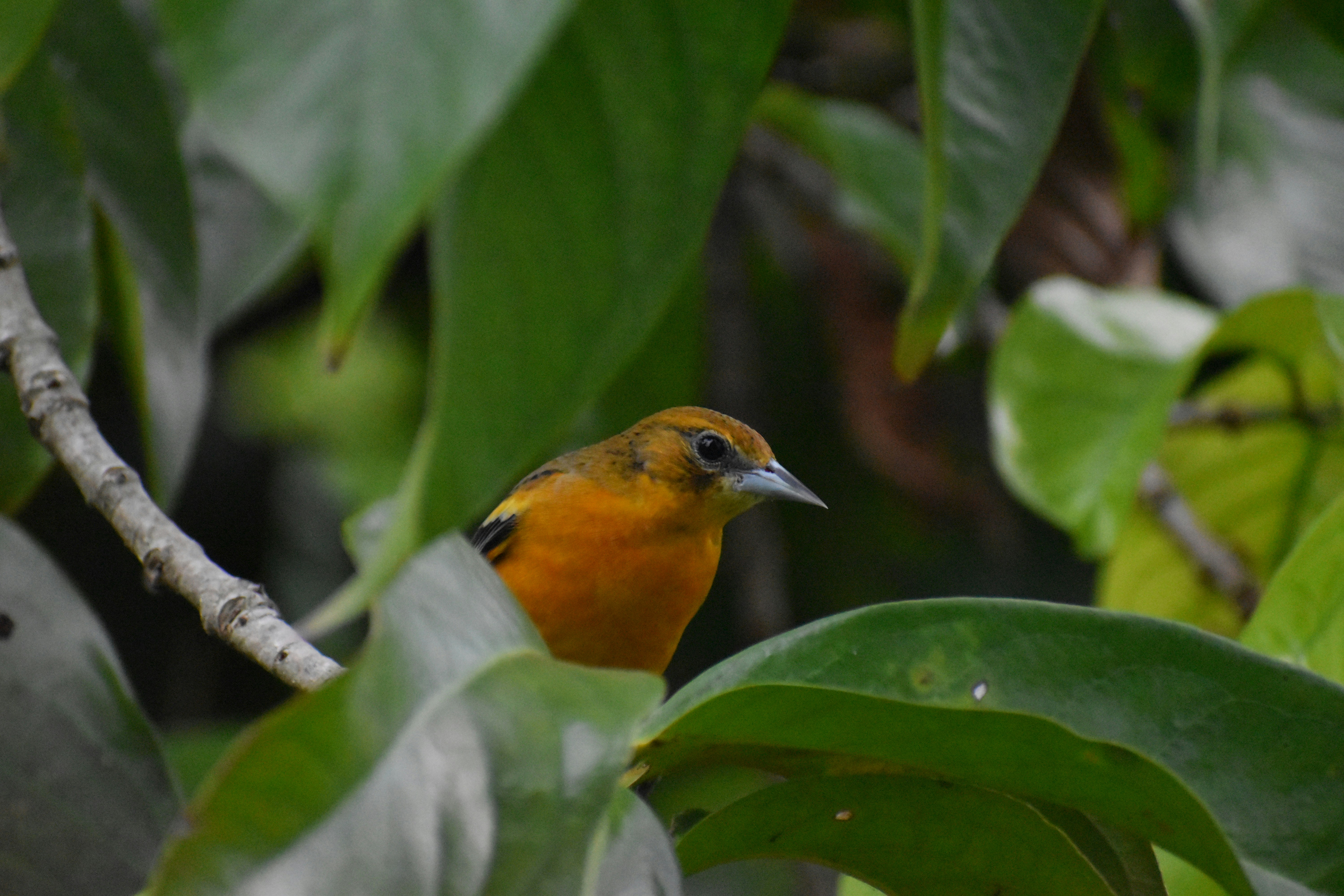a bird on a tree branch