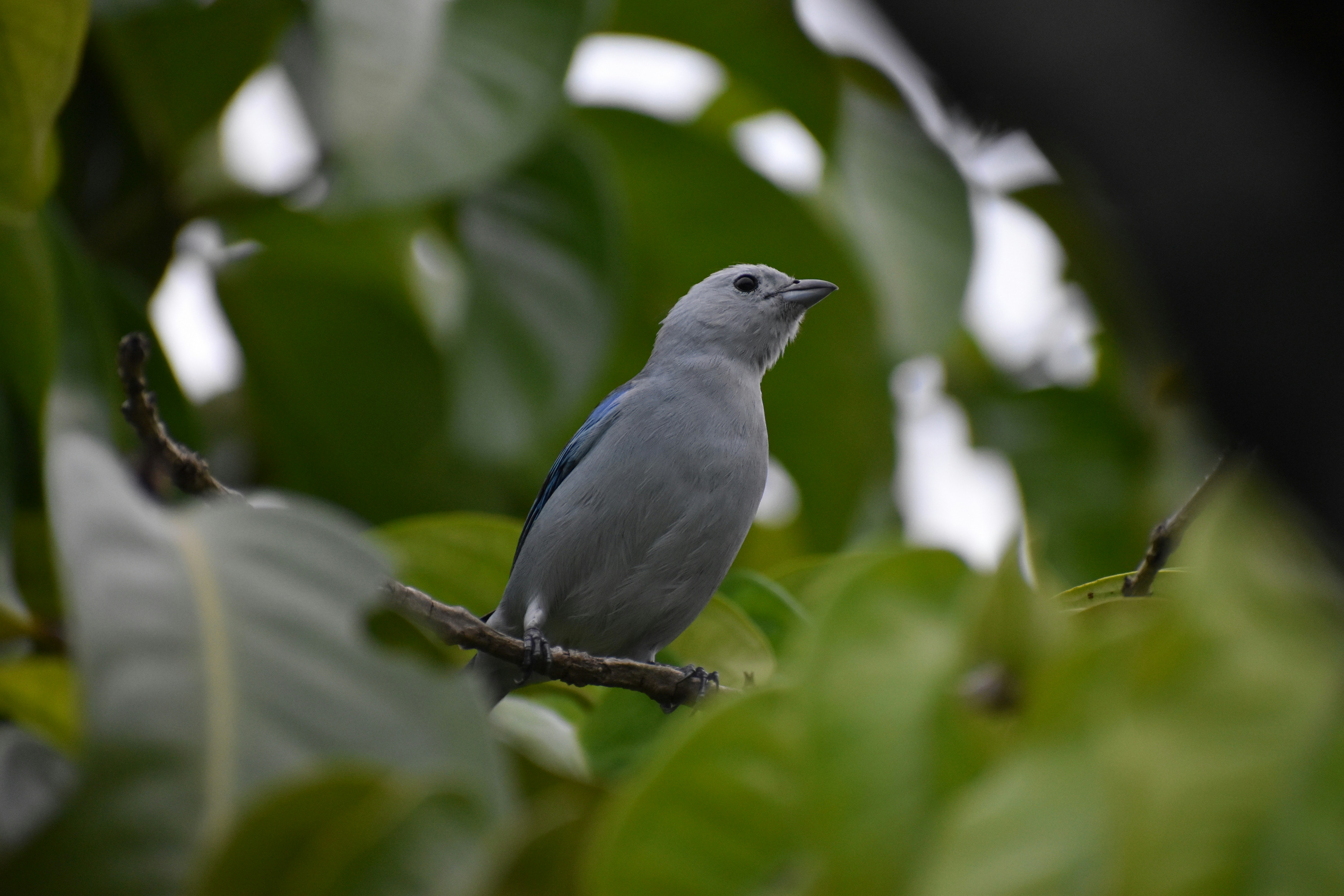 a bird sits on a branch