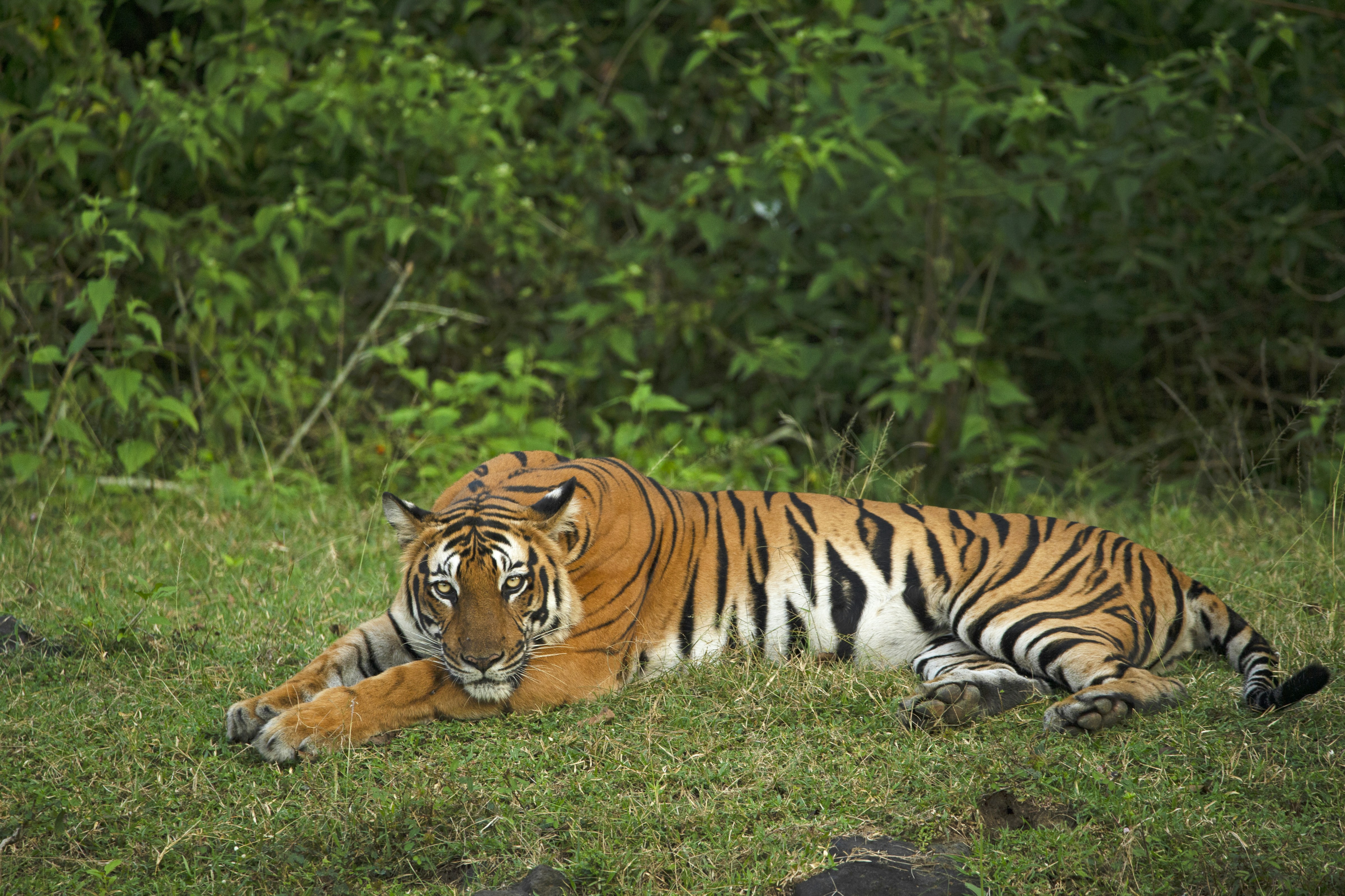 Future of the Wild Royals (image credits: unsplash)