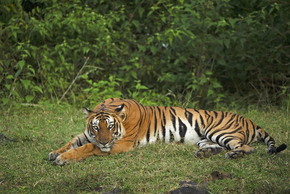 a tiger lying on grass