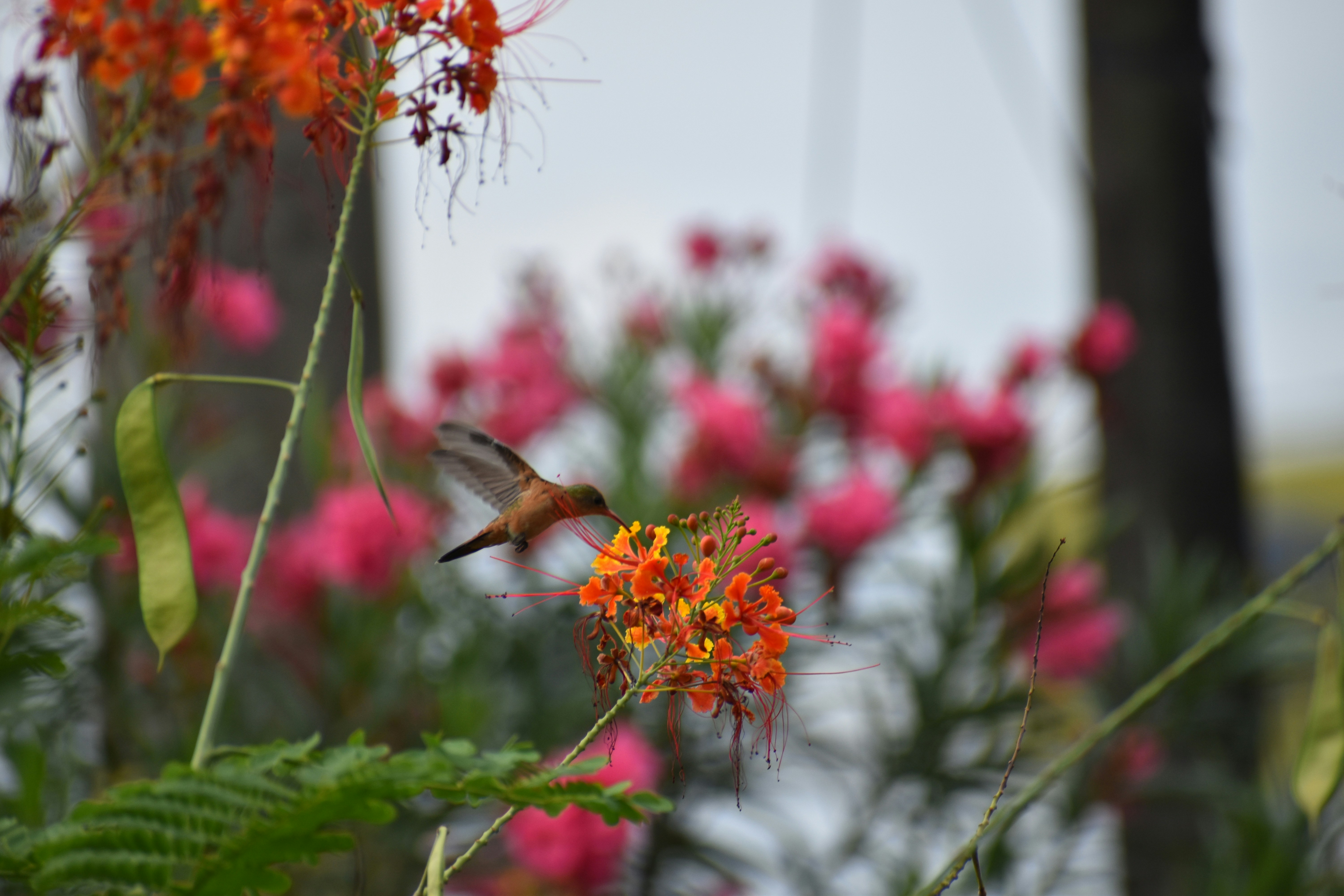 a hummingbird flying over a flower
