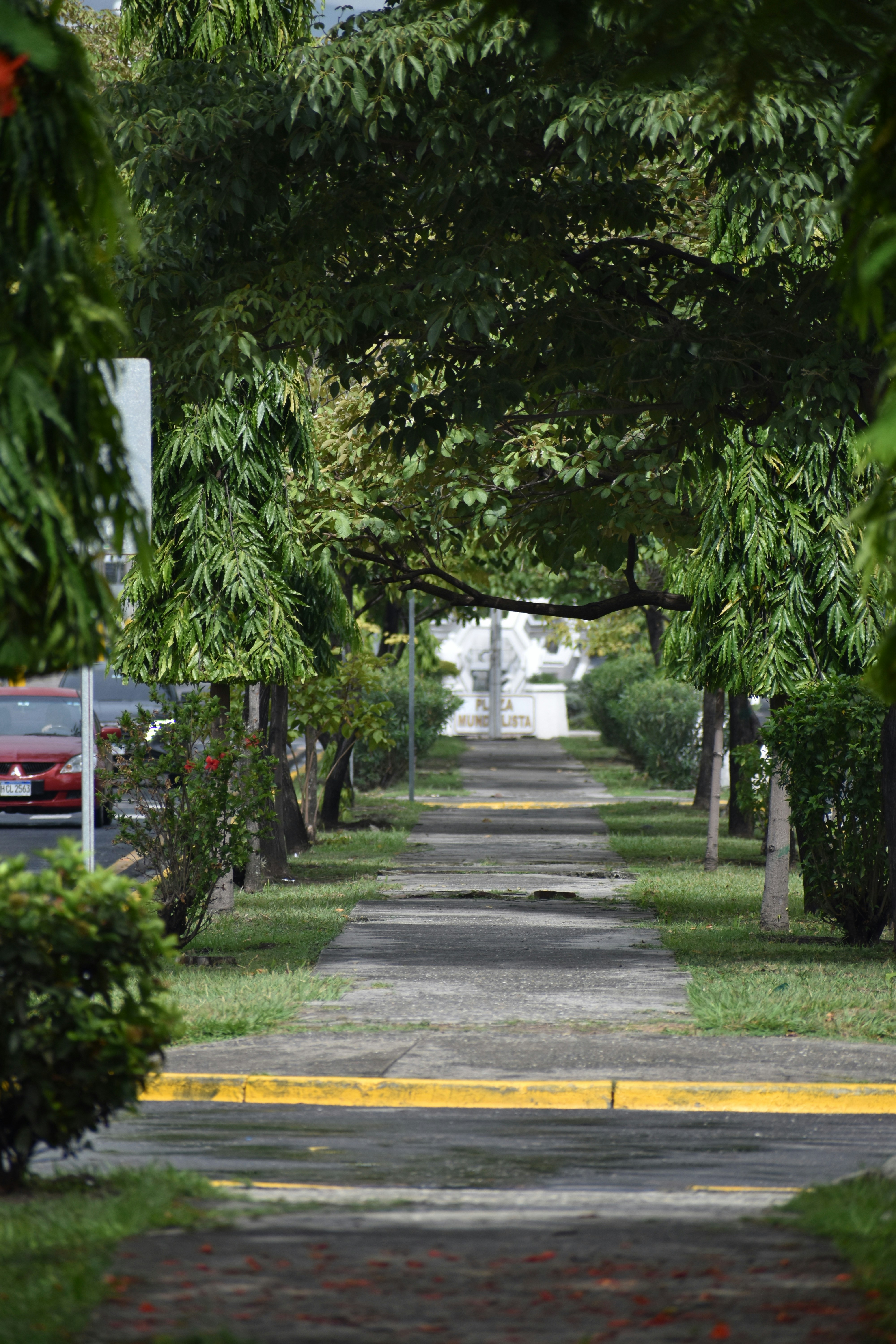 a road with trees on the side