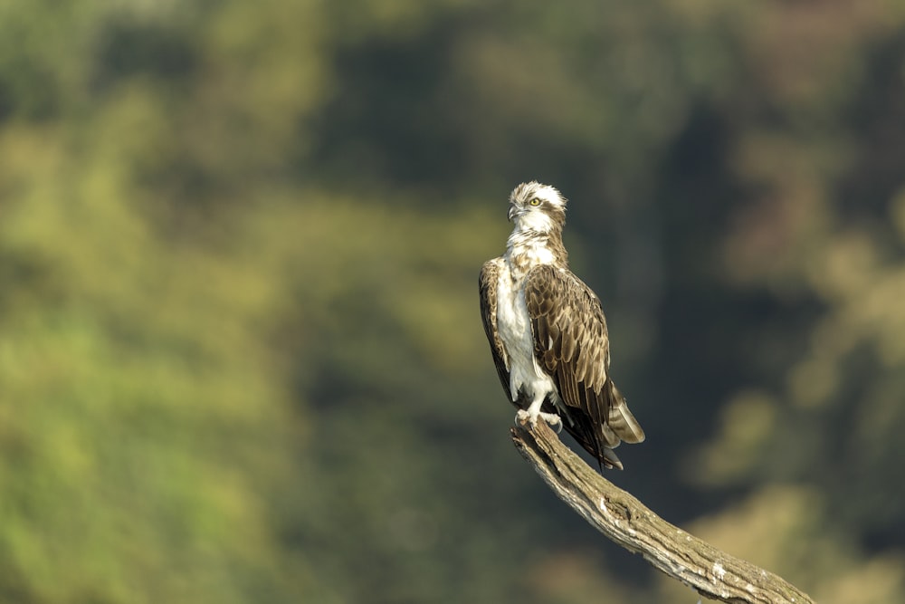 two birds on a branch