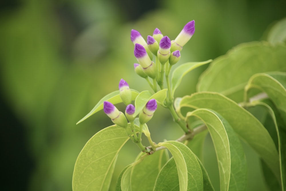 a close-up of a flower