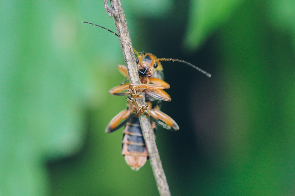 a close up of a bug