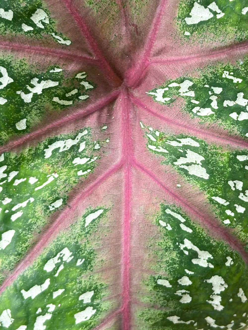 a red and white painted surface