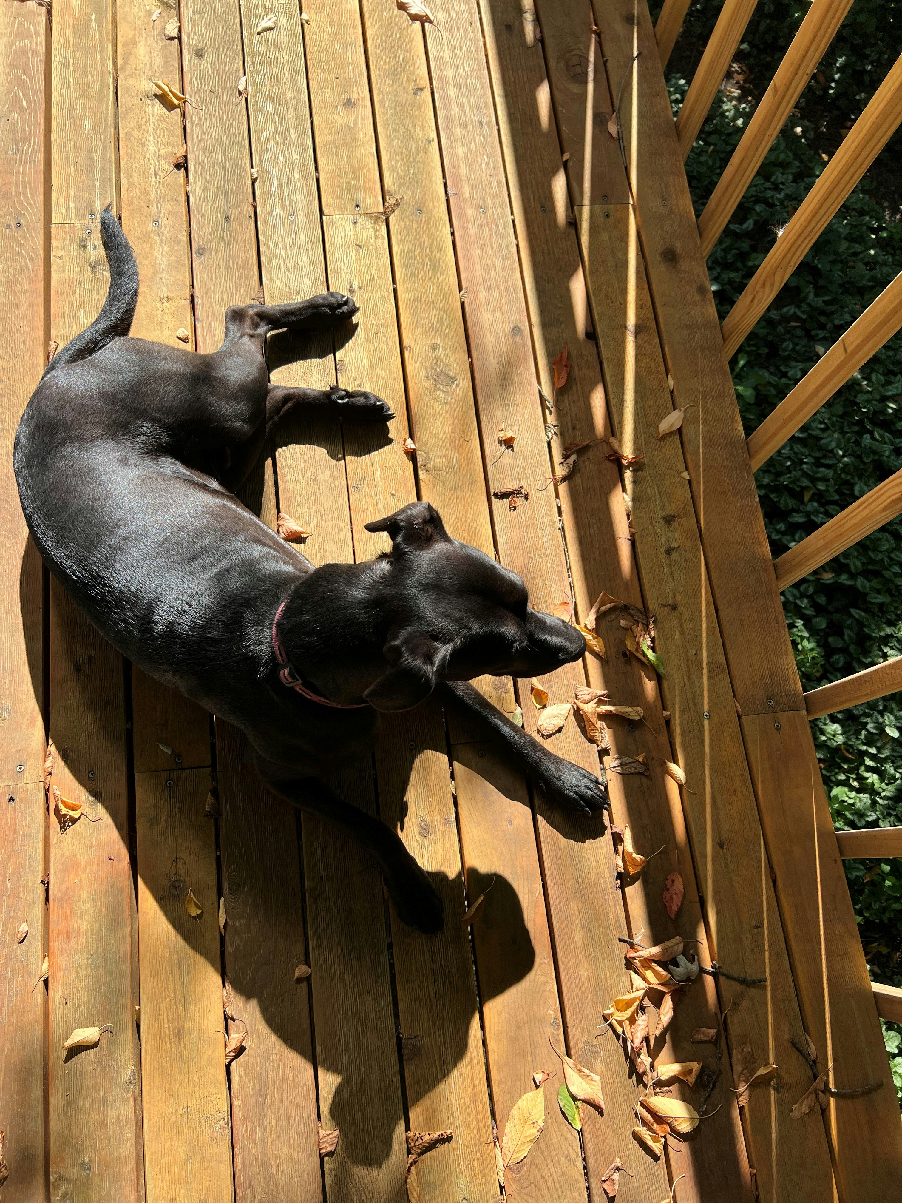 a dog standing on a wooden deck