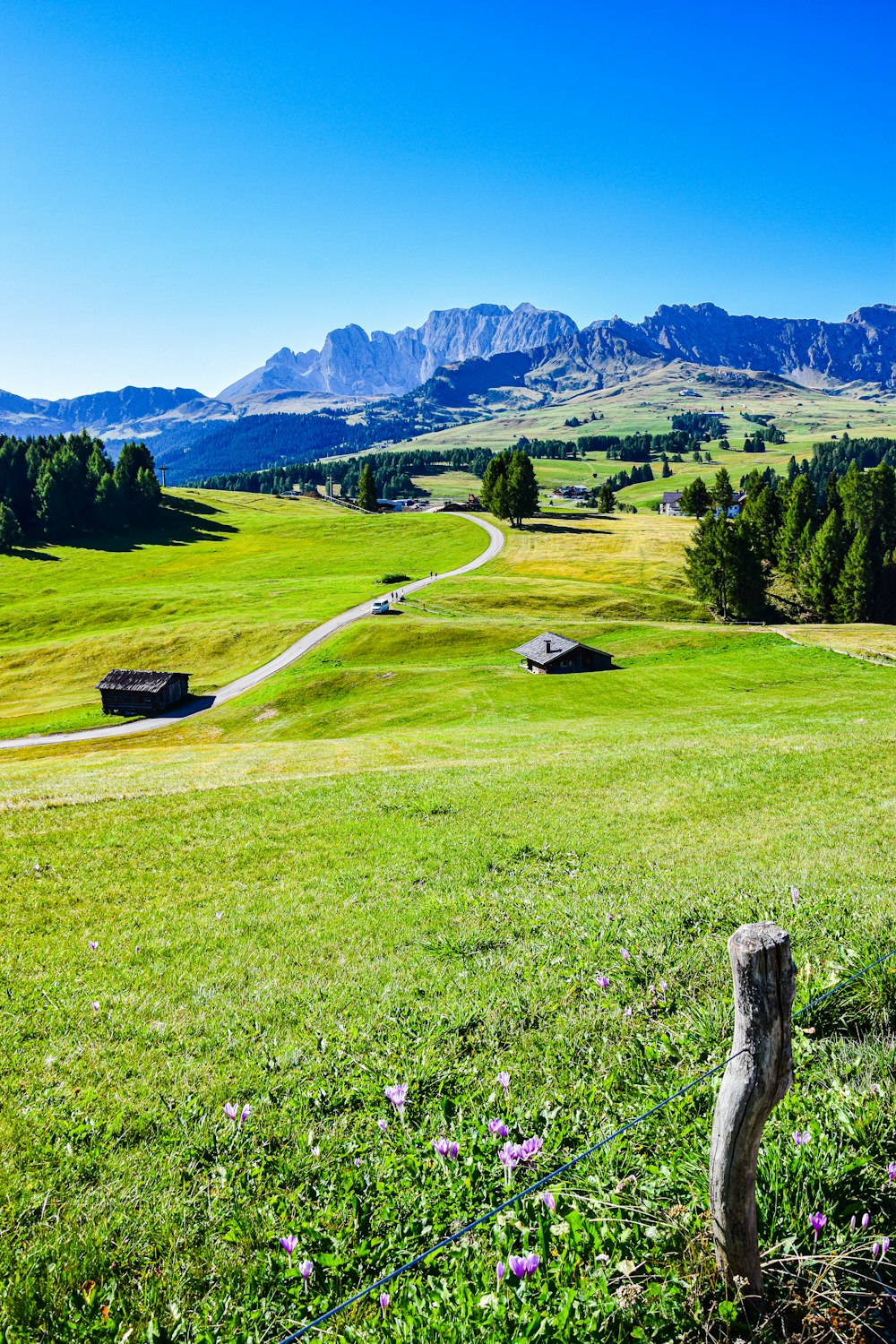 a grassy field with a dirt road