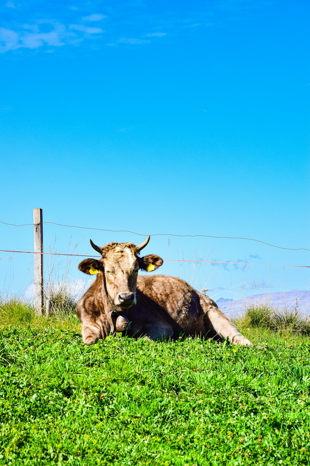 a cow laying in the grass