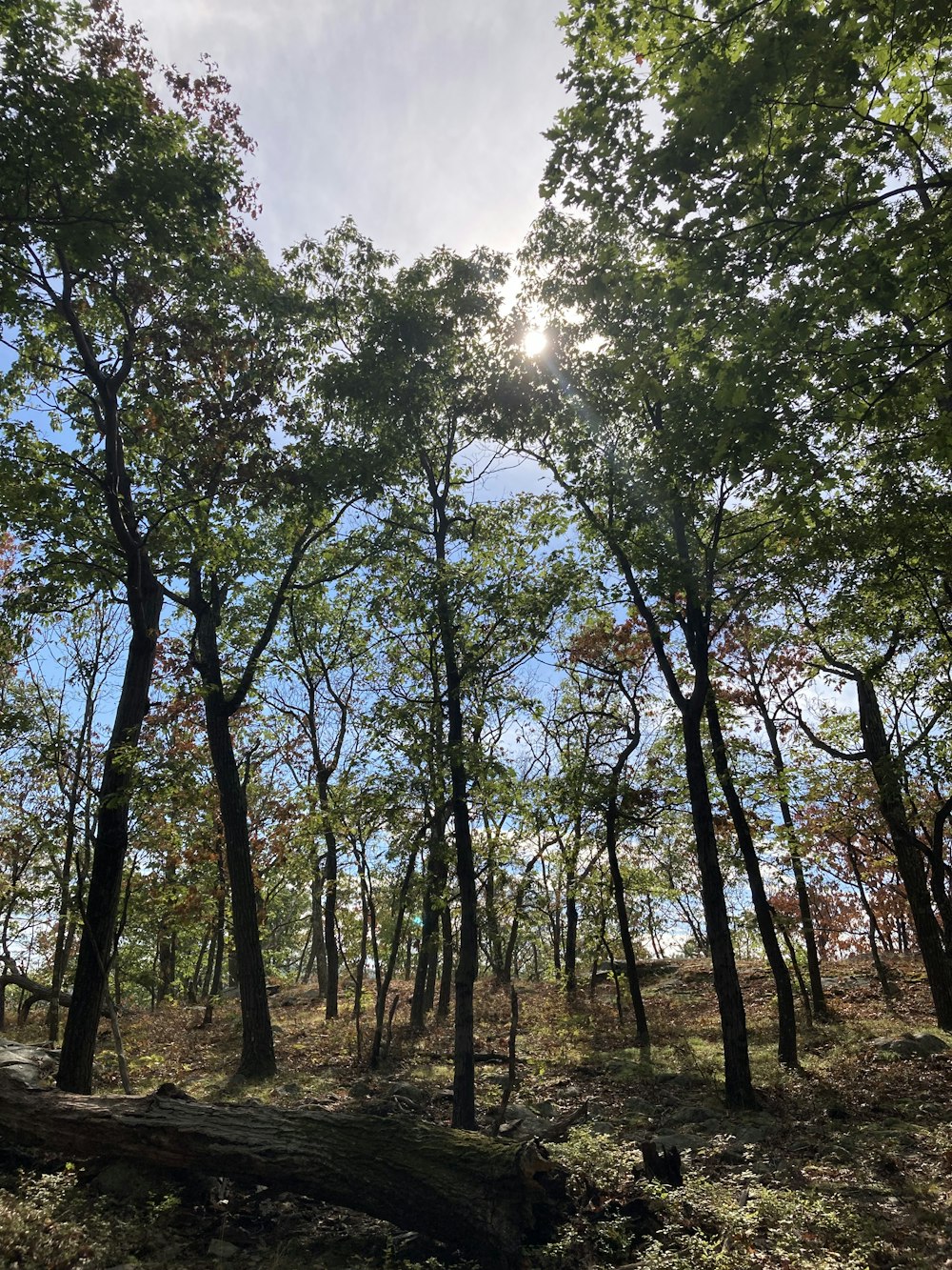 a forest of trees