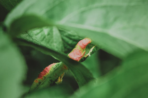 Close-up of a gardener applying eco-friendly treatment to tree leaves to eliminate caterpillars.