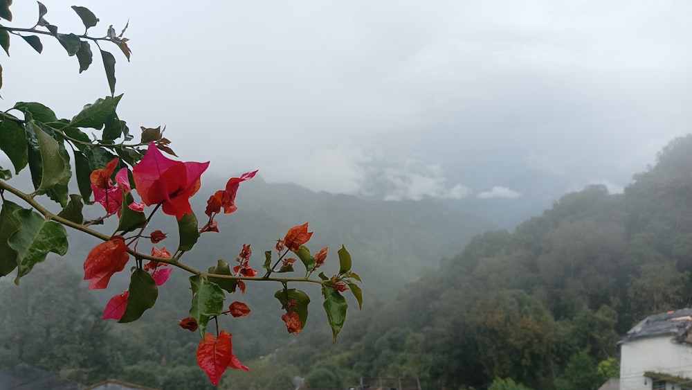 a group of flowers on a tree