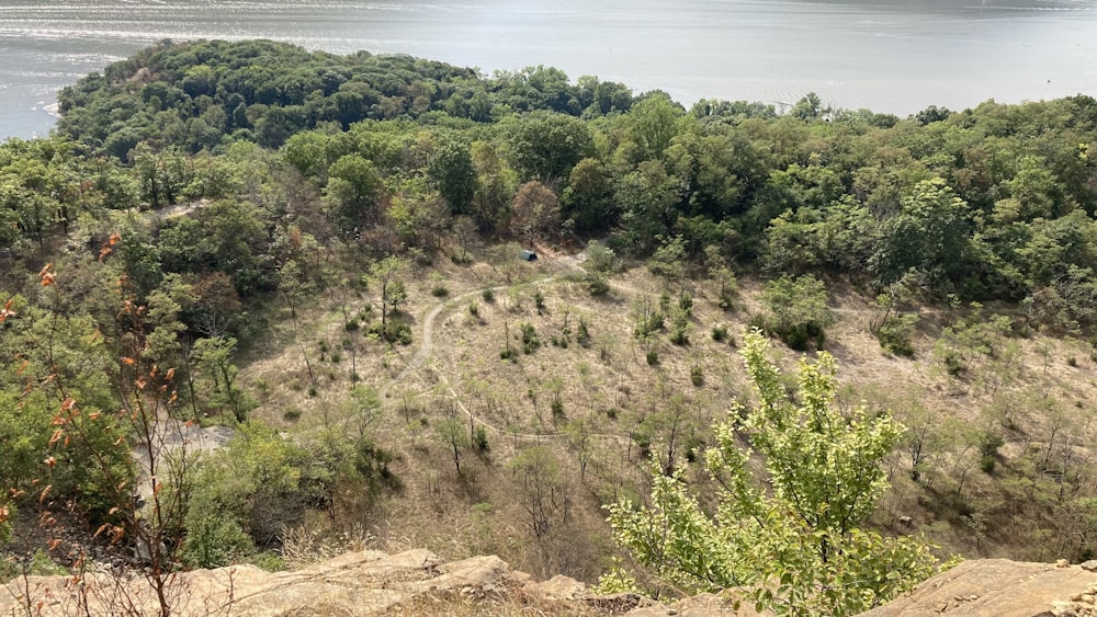 a landscape with trees and bushes