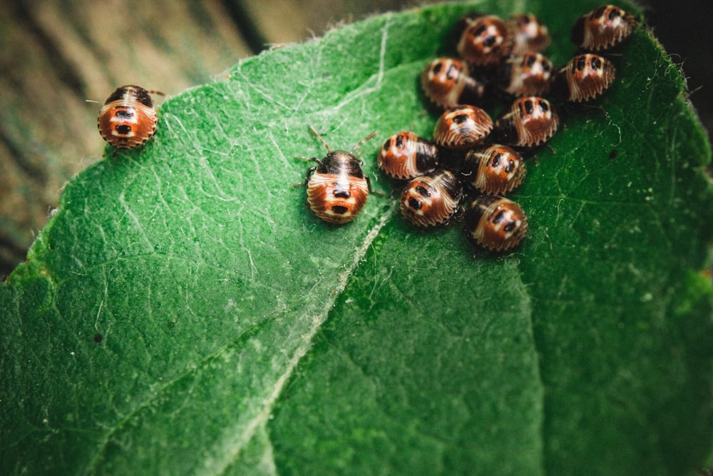 a group of ladybugs on a leaf