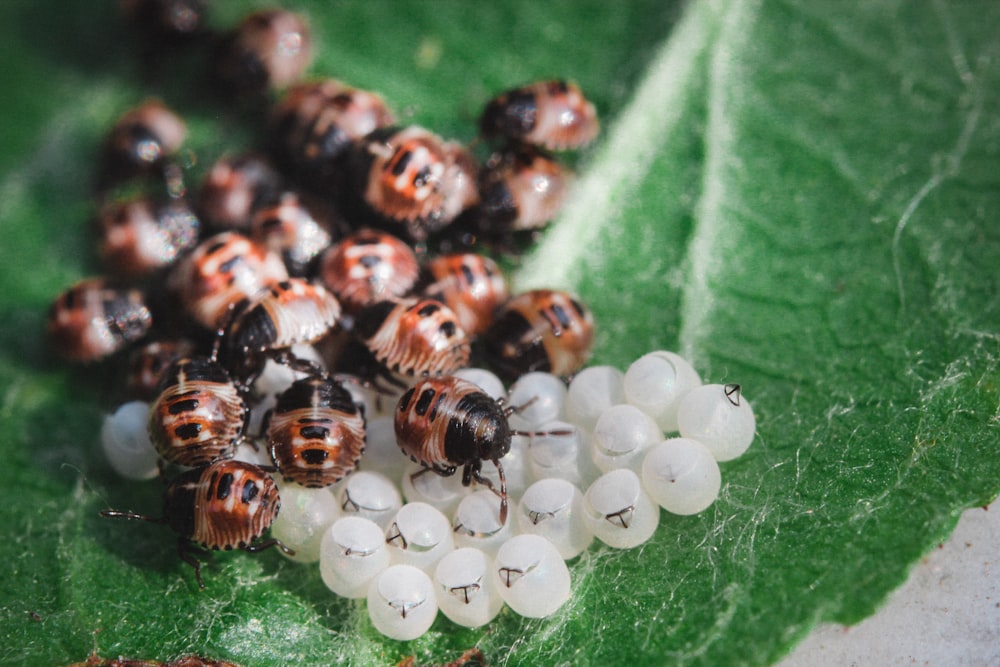 a group of ladybugs on a leaf