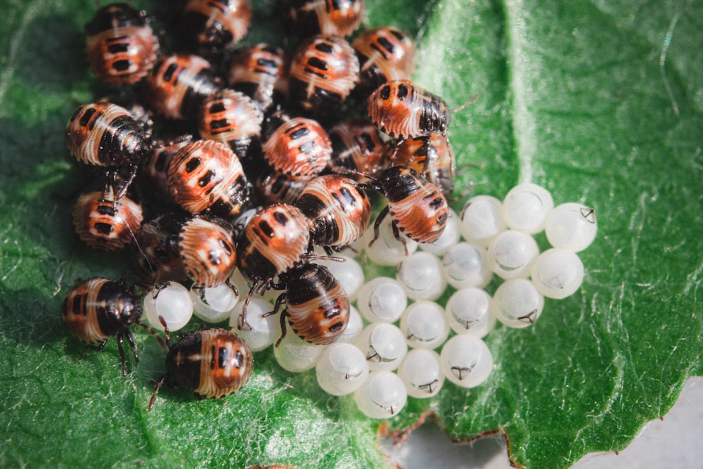 a group of ladybugs on a leaf