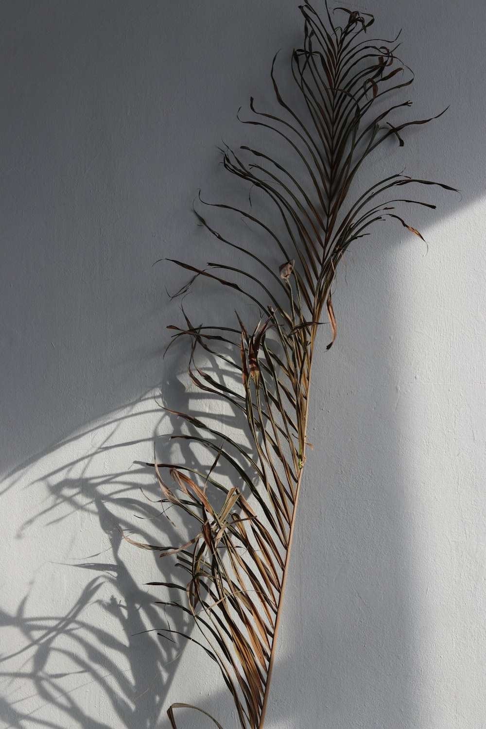 a plant with long thin leaves