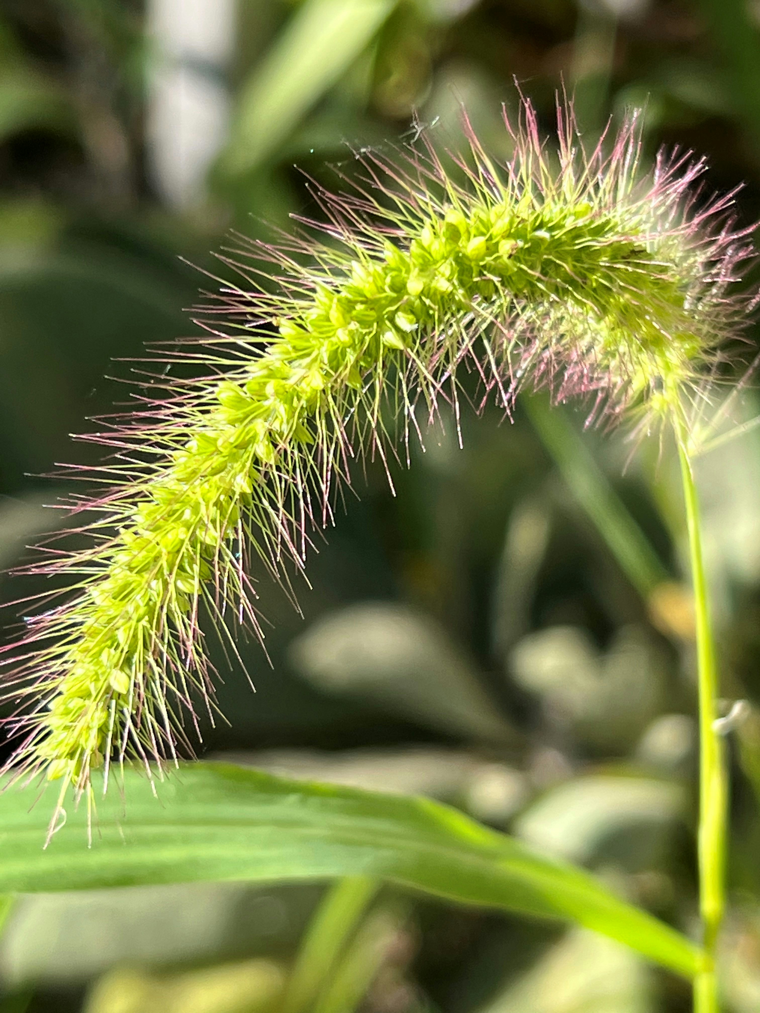 a close up of a dandelion flower
