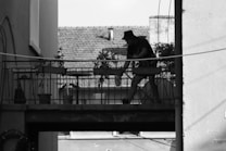 A monochrome image featuring a silhouette of a person watering plants on a small balcony or terrace. The background reveals rooftops and part of a building, suggesting an urban setting. Several potted plants are placed on the railing.
