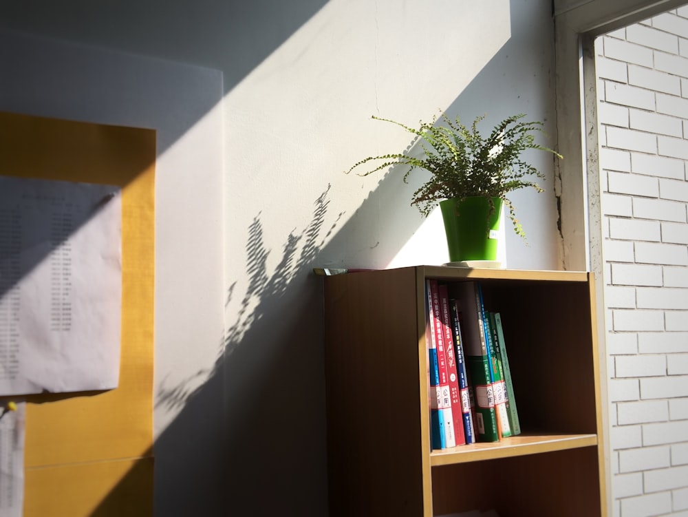 a plant on a shelf