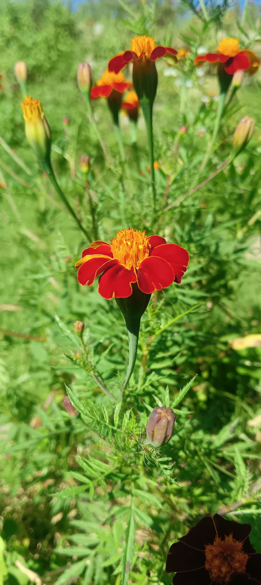 a group of red flowers