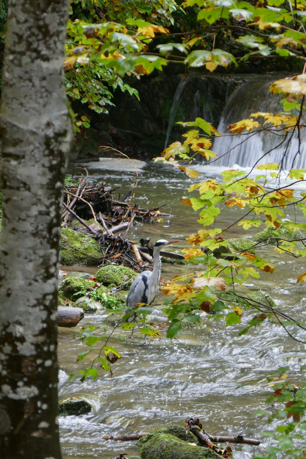 a bird standing on a tree branch